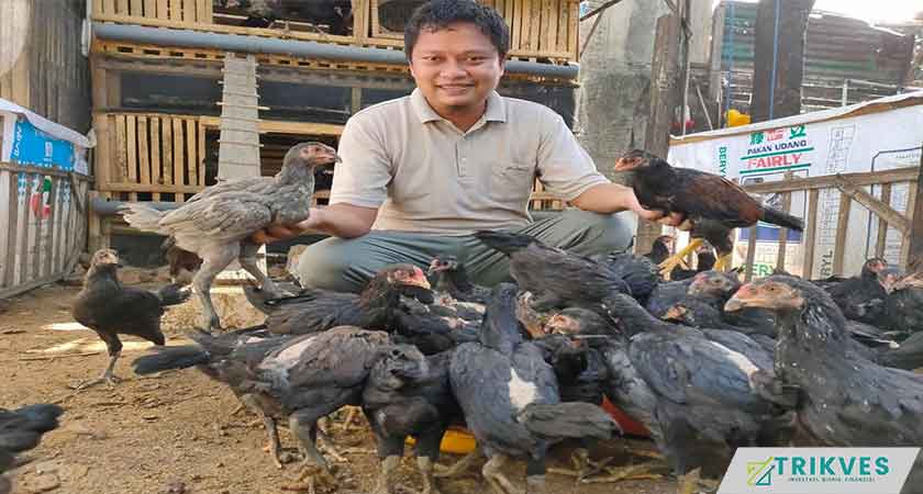 11. Ayam Kampung sebagai Usaha Ternak Modal 300 Ribu