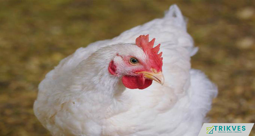 2. Ayam Boiler sebagai Usaha Ternak Modal 300 Ribu