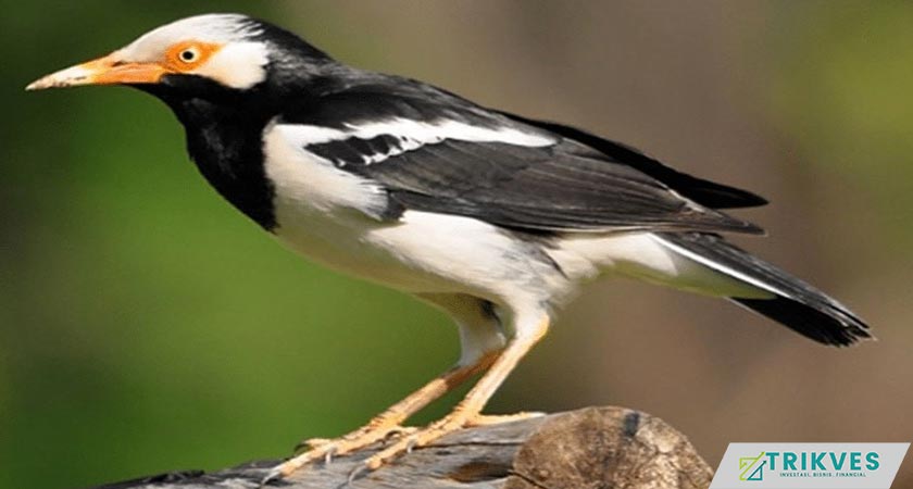 7. Burung Jalak Sebagai Usaha Ternak Burung yang Menjanjikan di Masa Depan