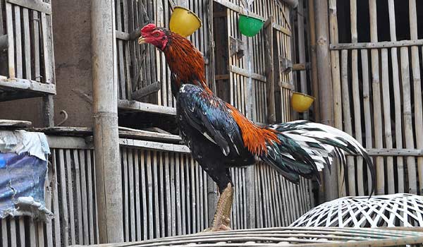 24 Ayam Bangkok