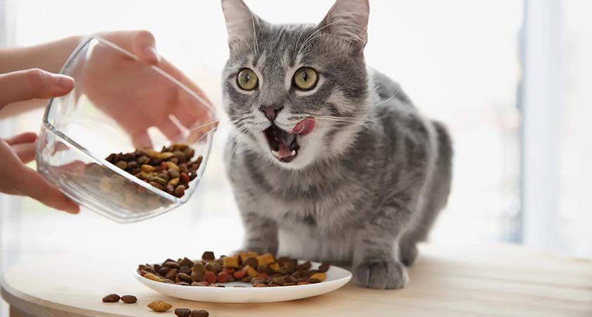 Tata Cara Menjadi Reseller Makanan Kucing