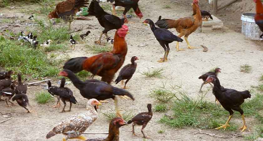 7 Ternak Ayam Kampung