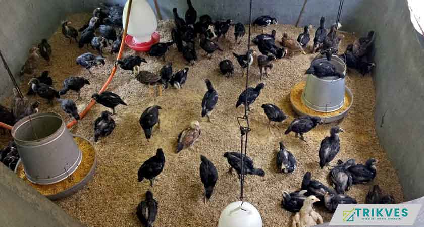 Tata Cara Ternak Ayam Kampung Cepat Panen